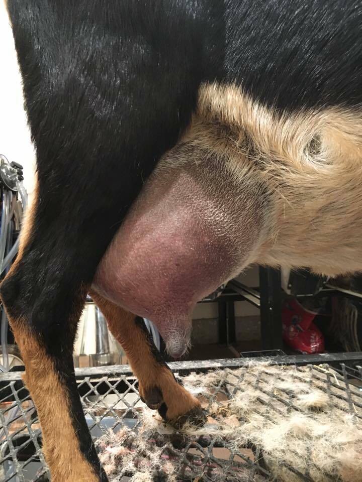 Eclipse Dams udder