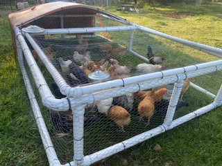 chickens